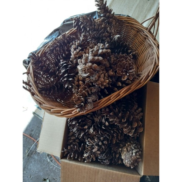 Pine Cones, White Pine, 20 count Eastern Michigan Hand picked in nature 3-7" - Picture 2 of 8